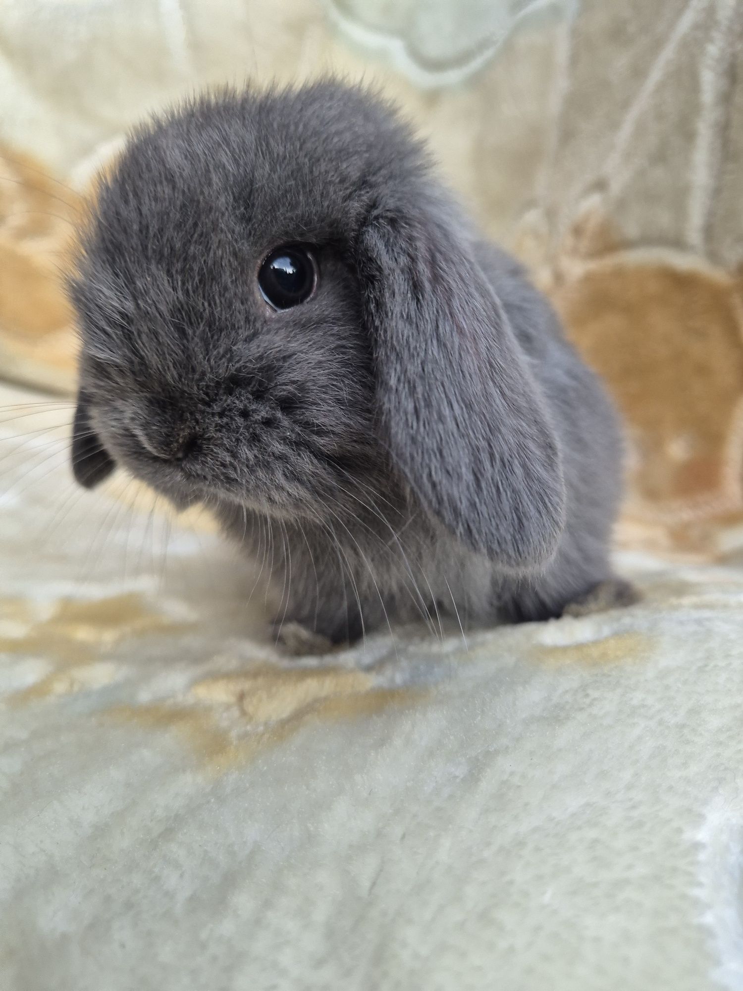 Króliczek Mini lop