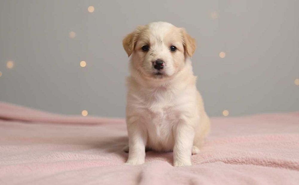Szczeniaki znalezione na wysypisku śmieci szukają domu