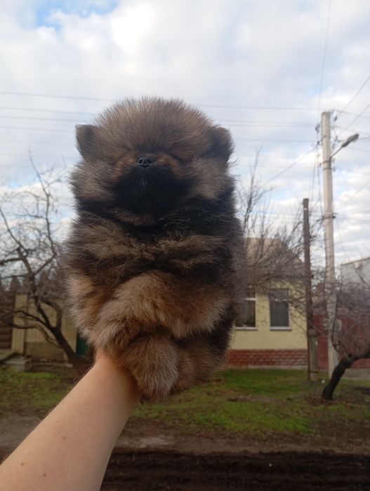 Два мини братика померанского шпица