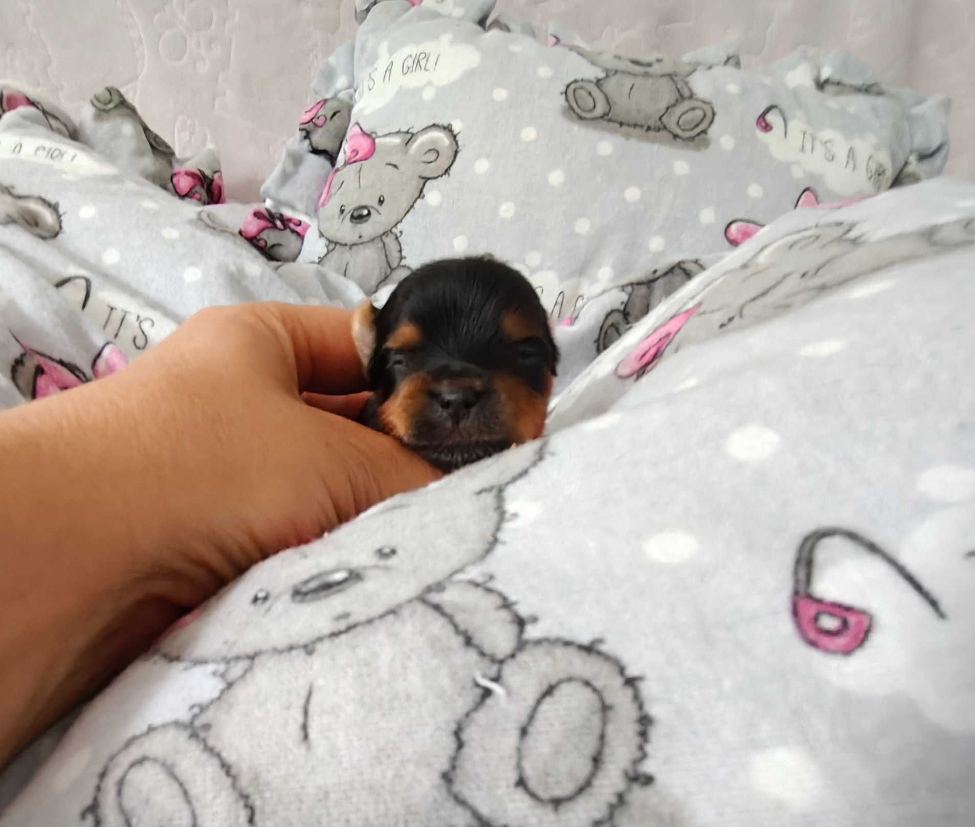 Yorkshire terrier ZkwP Fci chłopczyk
