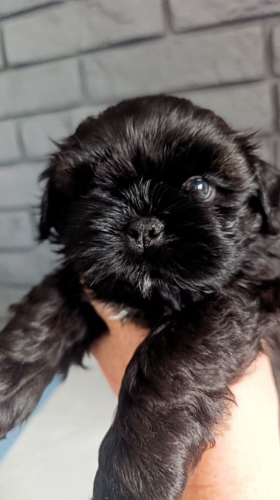 Śliczny shih tzu piesio.Juz do odbioru.