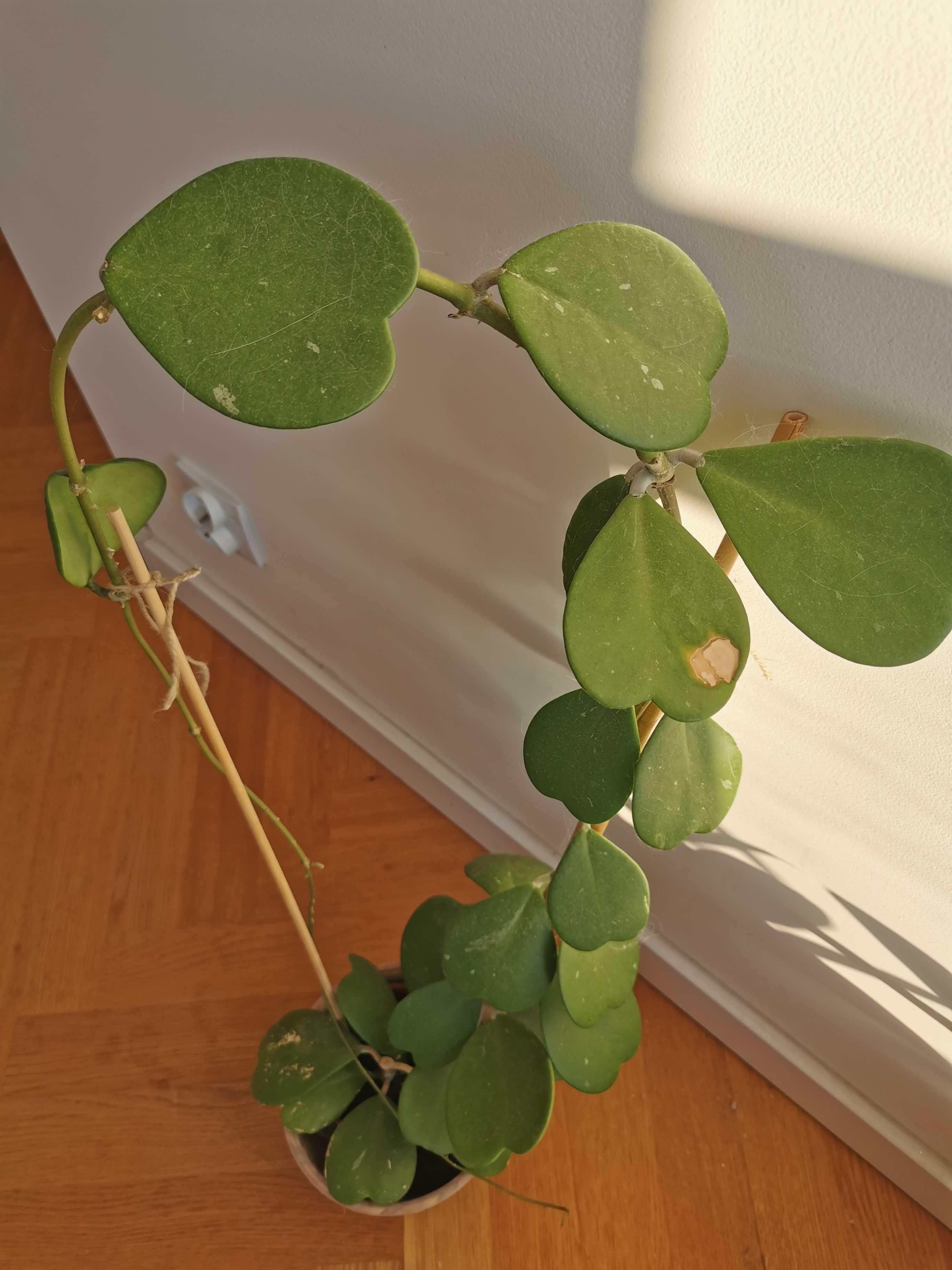 Hoya kerii wieloletnia roślina duża