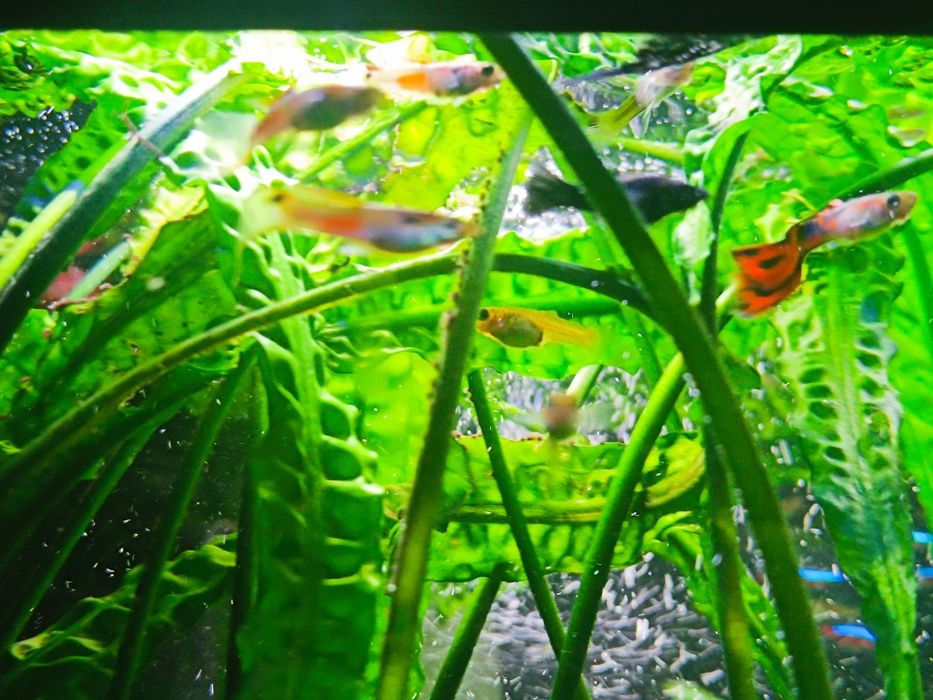 Rybki akwariowe - gupik andlera, molinezje