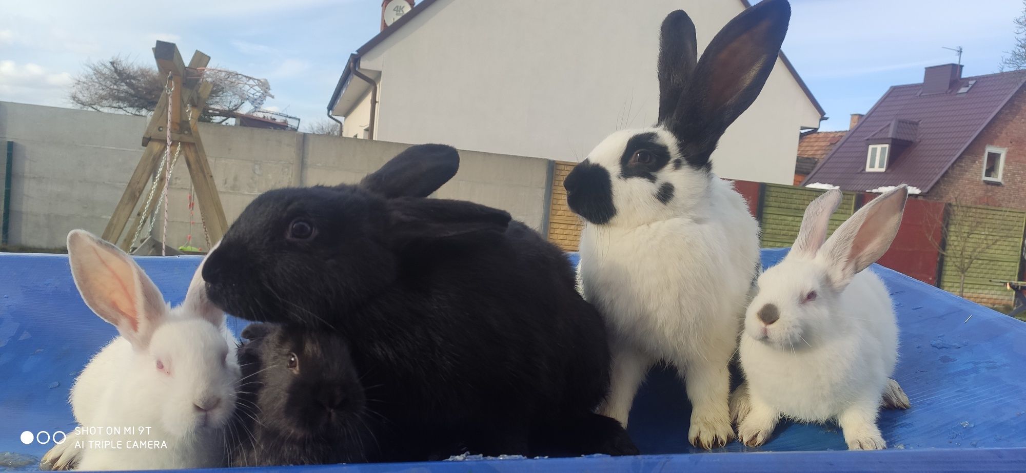 Samice kalifornijskie na sprzedaż Lębork