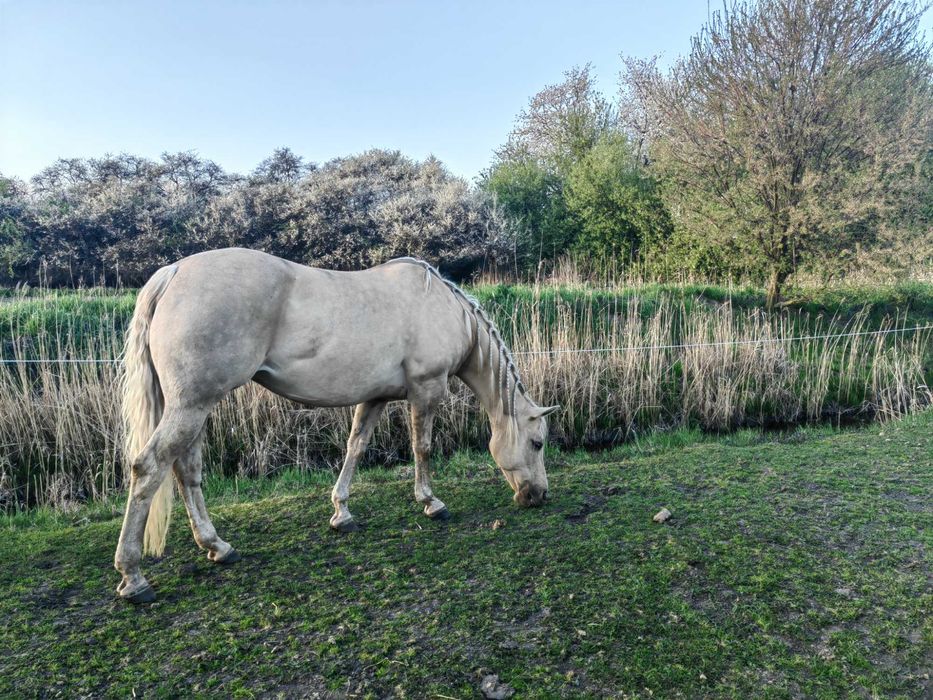 Źrebna klacz AQH, American Quarter Horse
