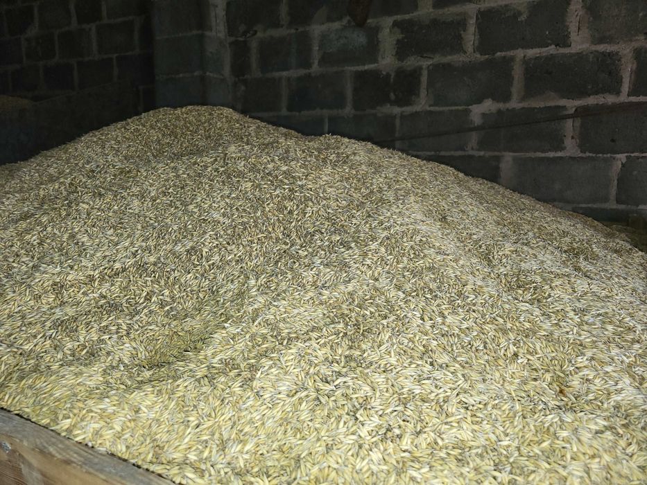 Sprzedam owies  2025