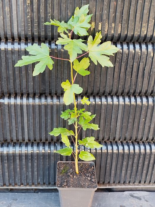 Клен польовий.Саджанці