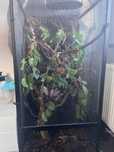 Terrarium kameleon indywidualny projekt plus plac zabaw