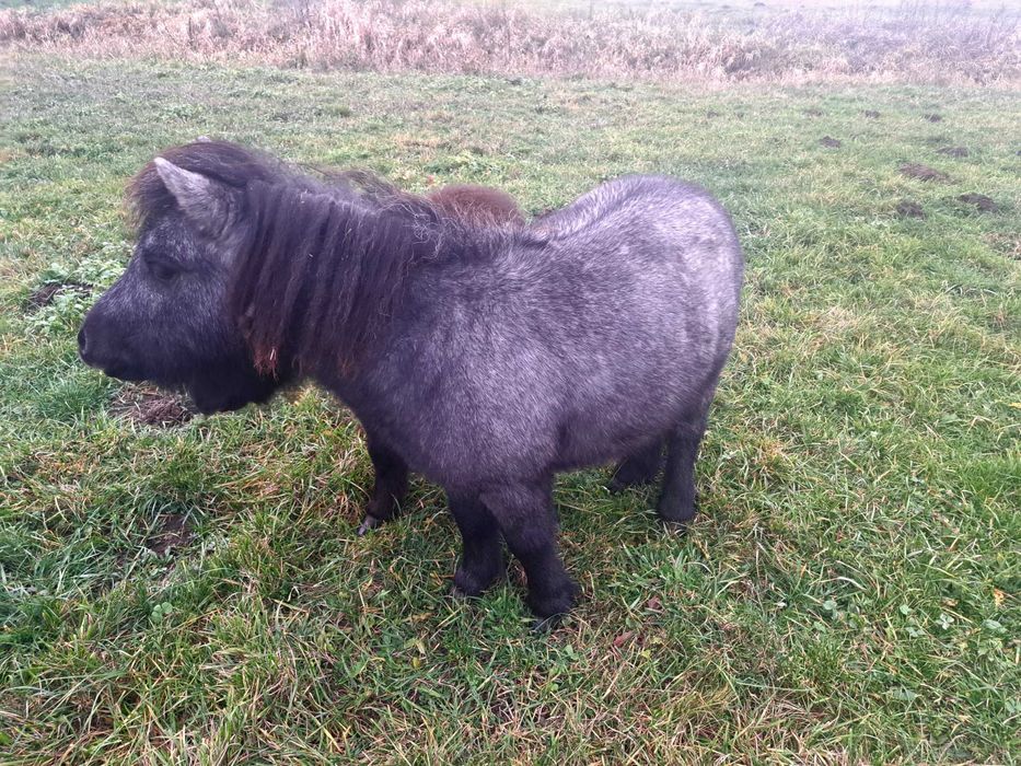 Kucyki ogierki 0,5 roku i 1,5 roku