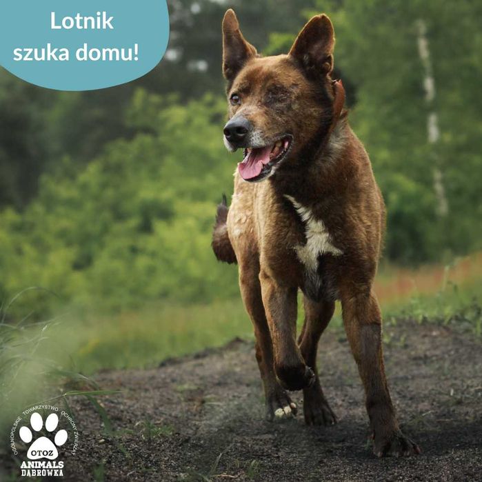 Lotnik szuka kochającego domu!
