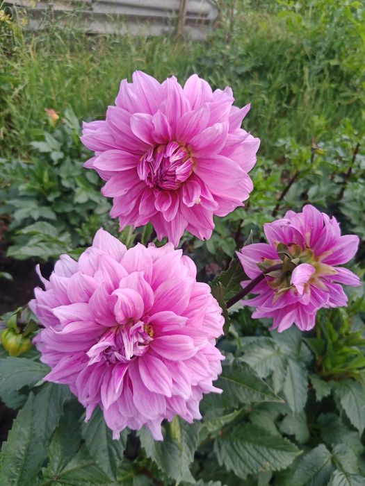 Георгіни,жоржини(георгины,жоржыны)