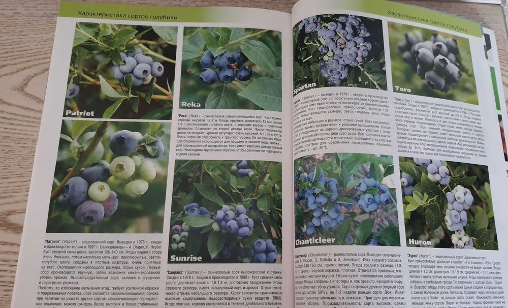 Все о голубике. Лохина, Чорниця високоросла,