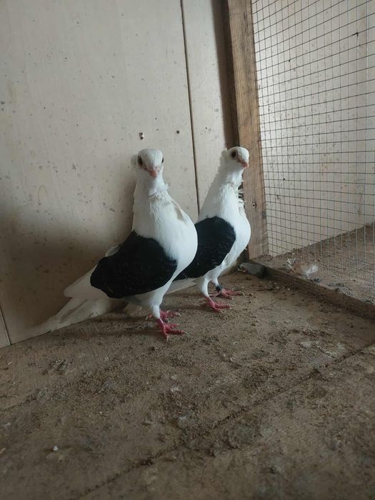 Golebie ozdobne mewki