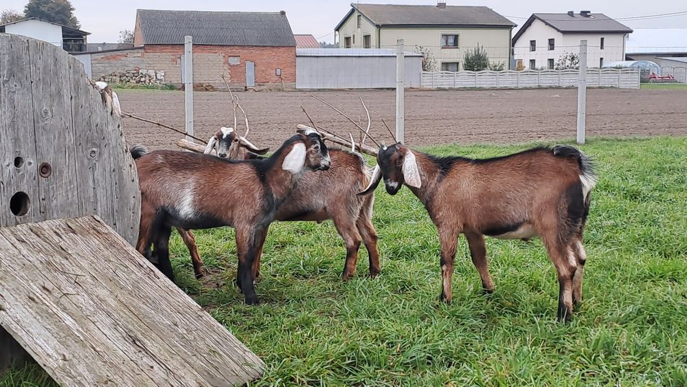 Sprzedam kózki i koziołki anglonubijskie