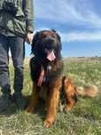 Clifford - duży, kochany słodziak do adopcji.