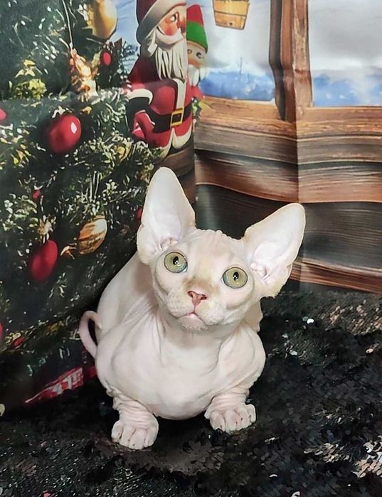 Коротколапий хлопчик Лео порода Бамбіно