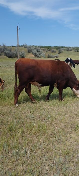 Продам бычка,на племя