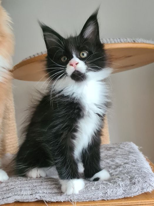 Prześliczny,  czarno biały kocurek