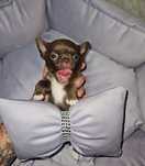 Chihuahua piesek maleńki
