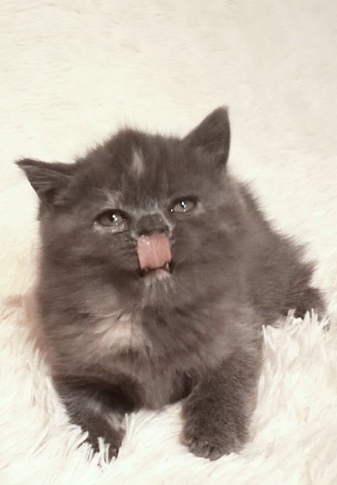 Кошечка скотіш страйт