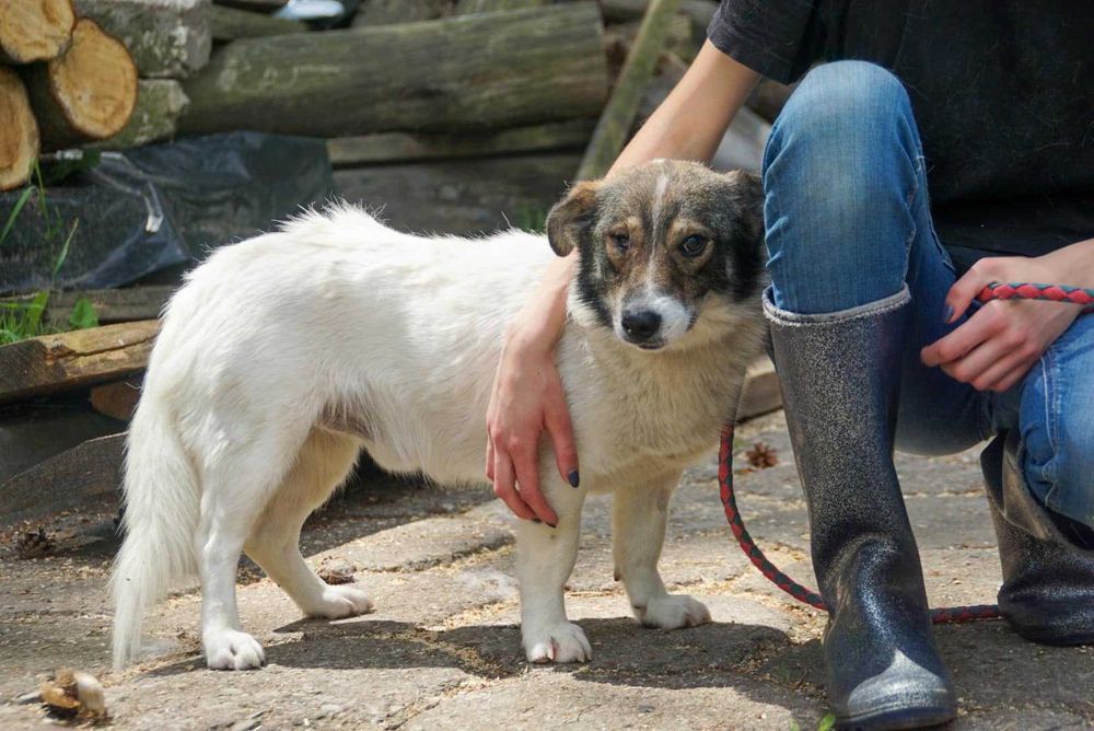 Łaciatek Marshall szuka wspaniałego domu!