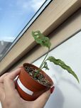 Monstera Obliqua Peru MO1