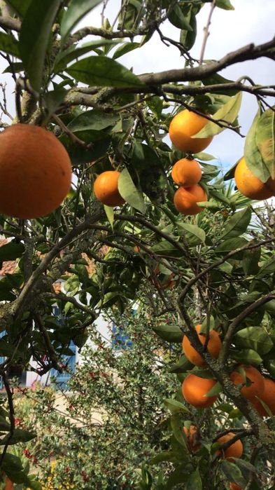 Vendo Laranja de Setúbal de origem biológica