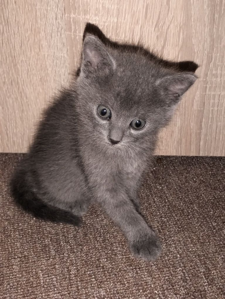 Віддам кошенят(дата народження 12.08.)