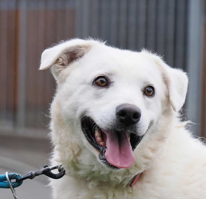 Goldenkowata Lisa czeka na dom w schronisku ADOPCJA