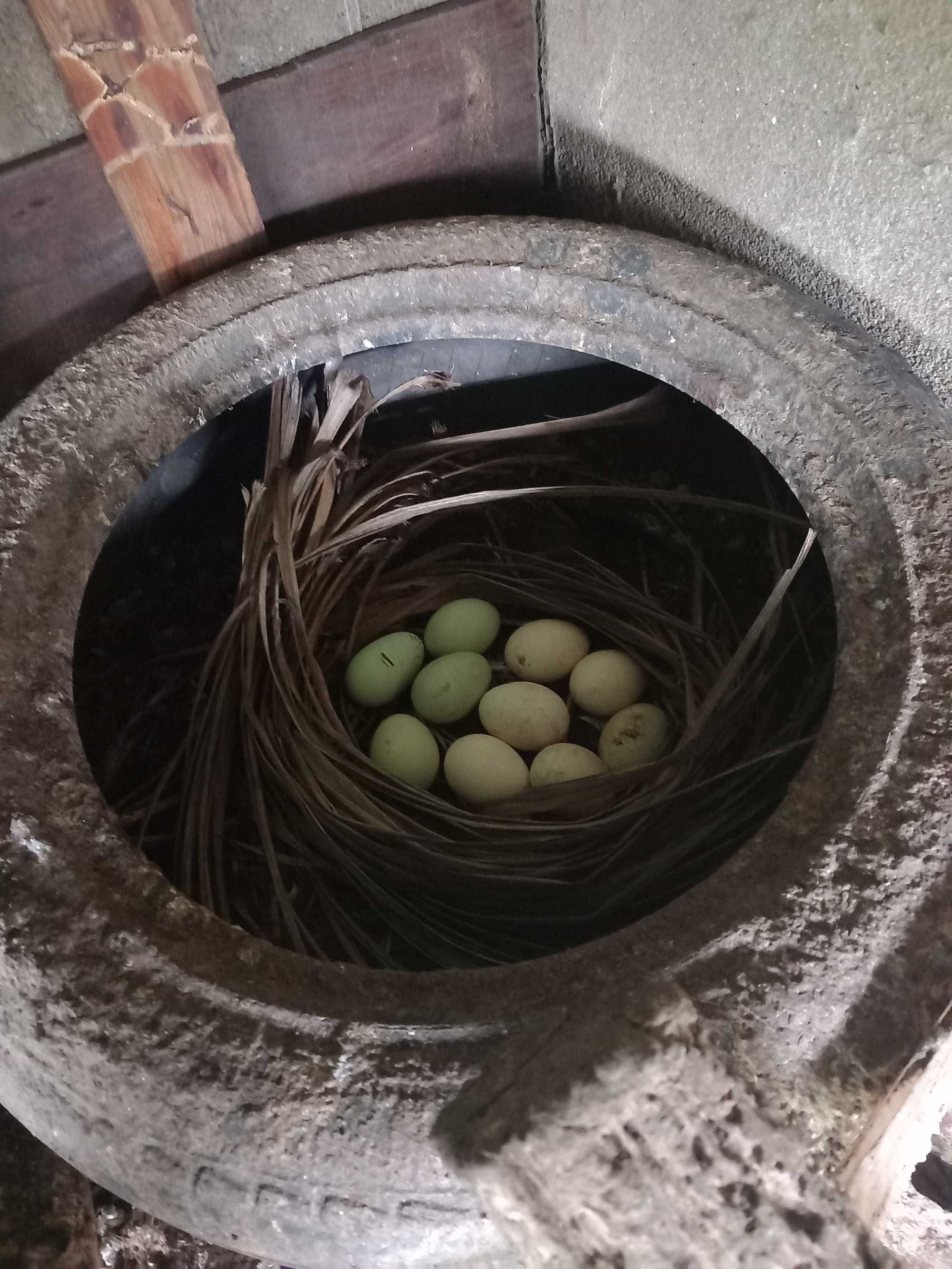 Galinhas dos ovos azuis