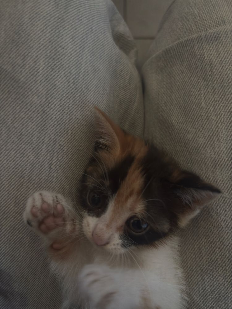 gatinha bebe adoçao