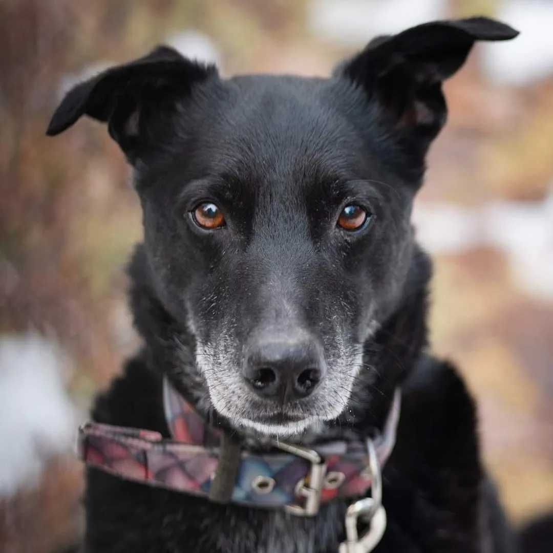 Czort - sympatyczny pies czeka na dom juz 8 lat