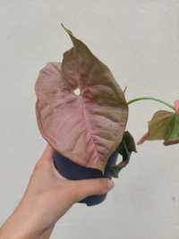 [Planta] Syngonium Neon Rosa