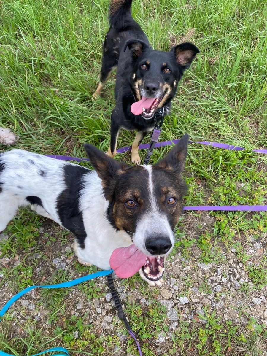 Młody Aks mix border collie do adopcji!