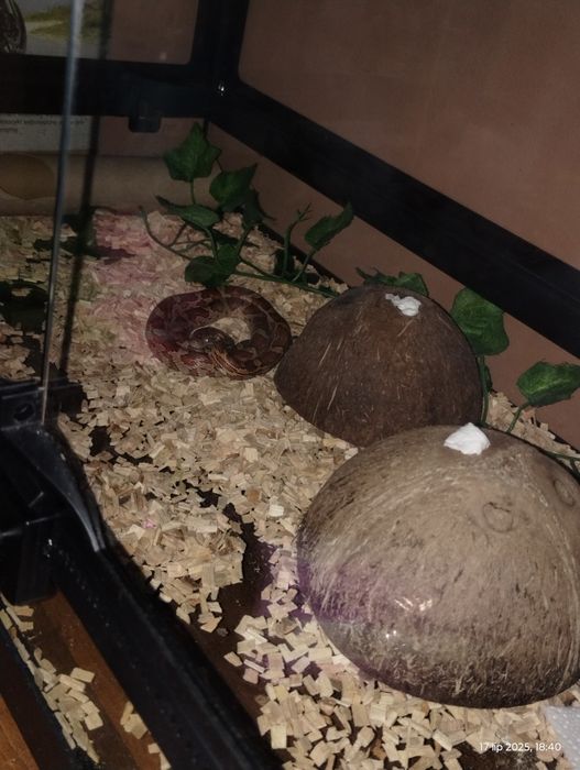 Sprzedam węża zbożowego + pokarm!