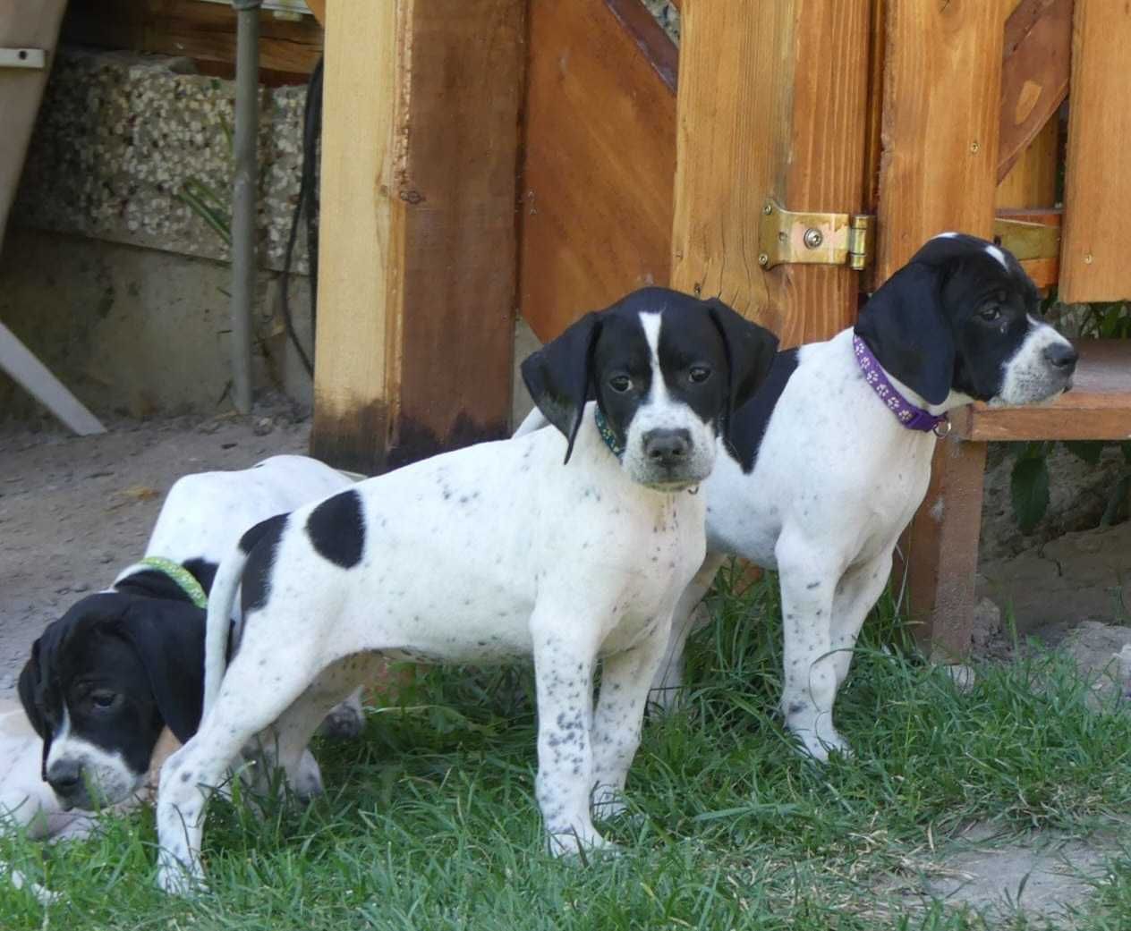 Bluey- suczka rasy pointer, wyżeł angielski