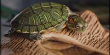 Żolw hieroglifowy wodno ladowy sklepie Zoologiczny Rafa