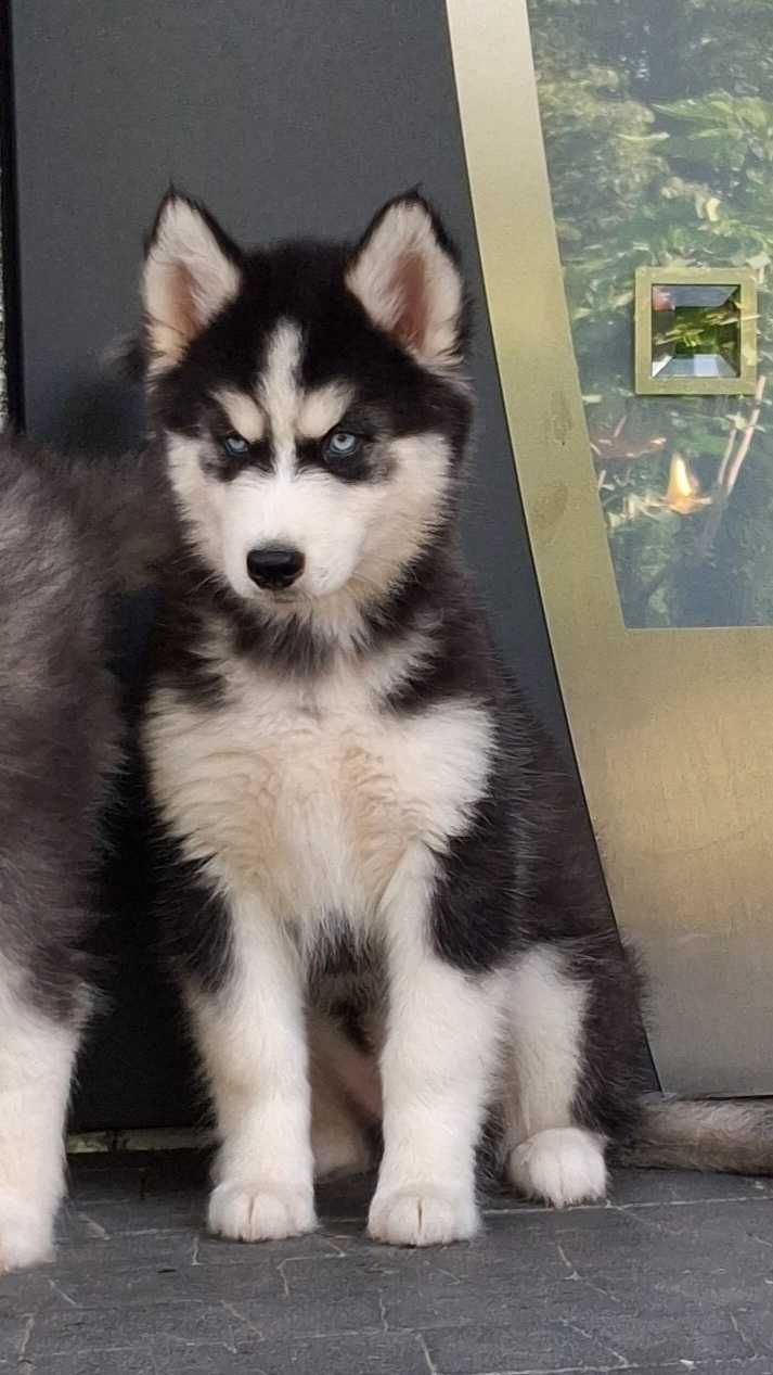 Siberian husky szczeniak