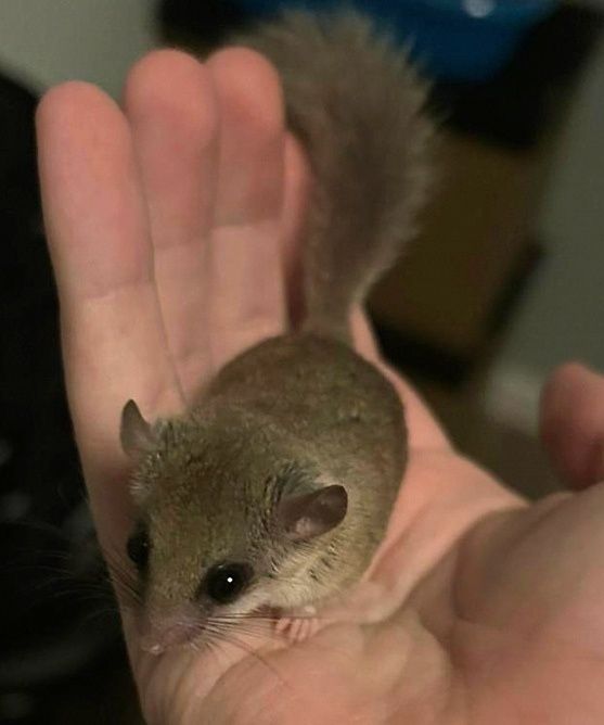 Popielice afrykańskie młode