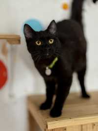 Чорна кішка чорний котик чорний кіт  з притулку