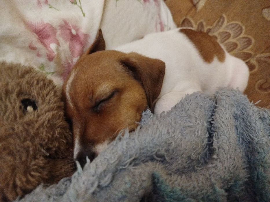 Цуцики Джек-Рассел 1хлоп 3 дівчинки