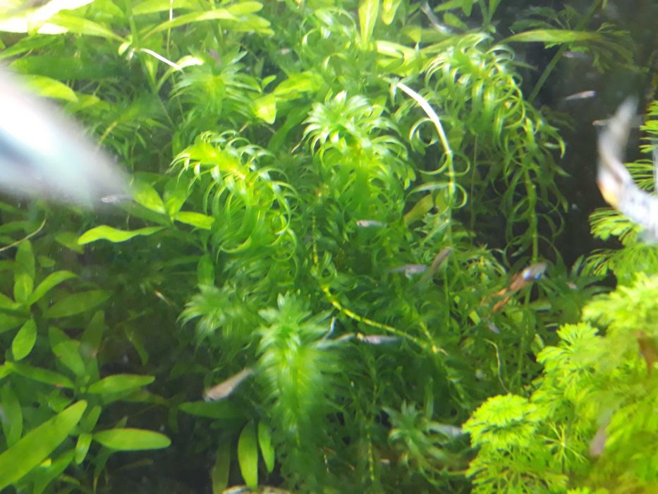 Roślina akwariowa Moczarka kanadyjska Elodea canadensis