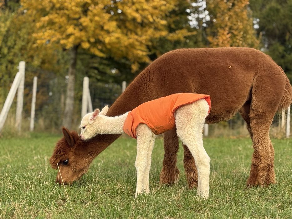 Samica z miesięcznym cria