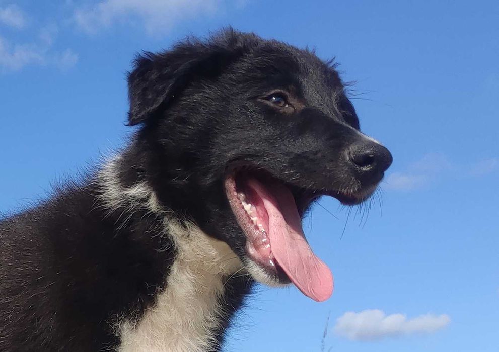 BORDER COLLIE - Rasowy z pełną dok. po świetnych rodzicach