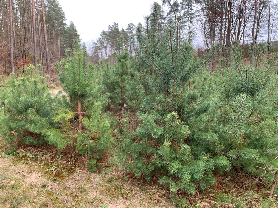 Drzewka Bożonarodzeniowe, Świąteczne Choinki,