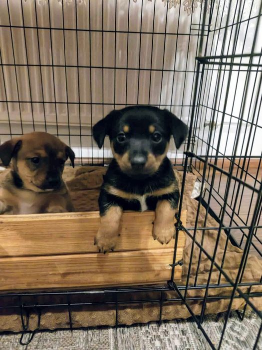 Oddam pieski kundelki