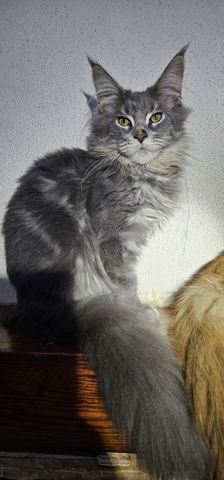 Крупный мальчик мейн кун