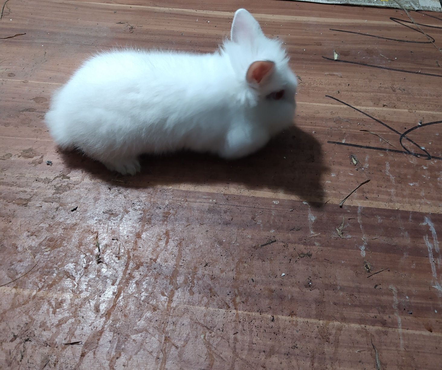 Króliczki miniaturki rasy TEDDY