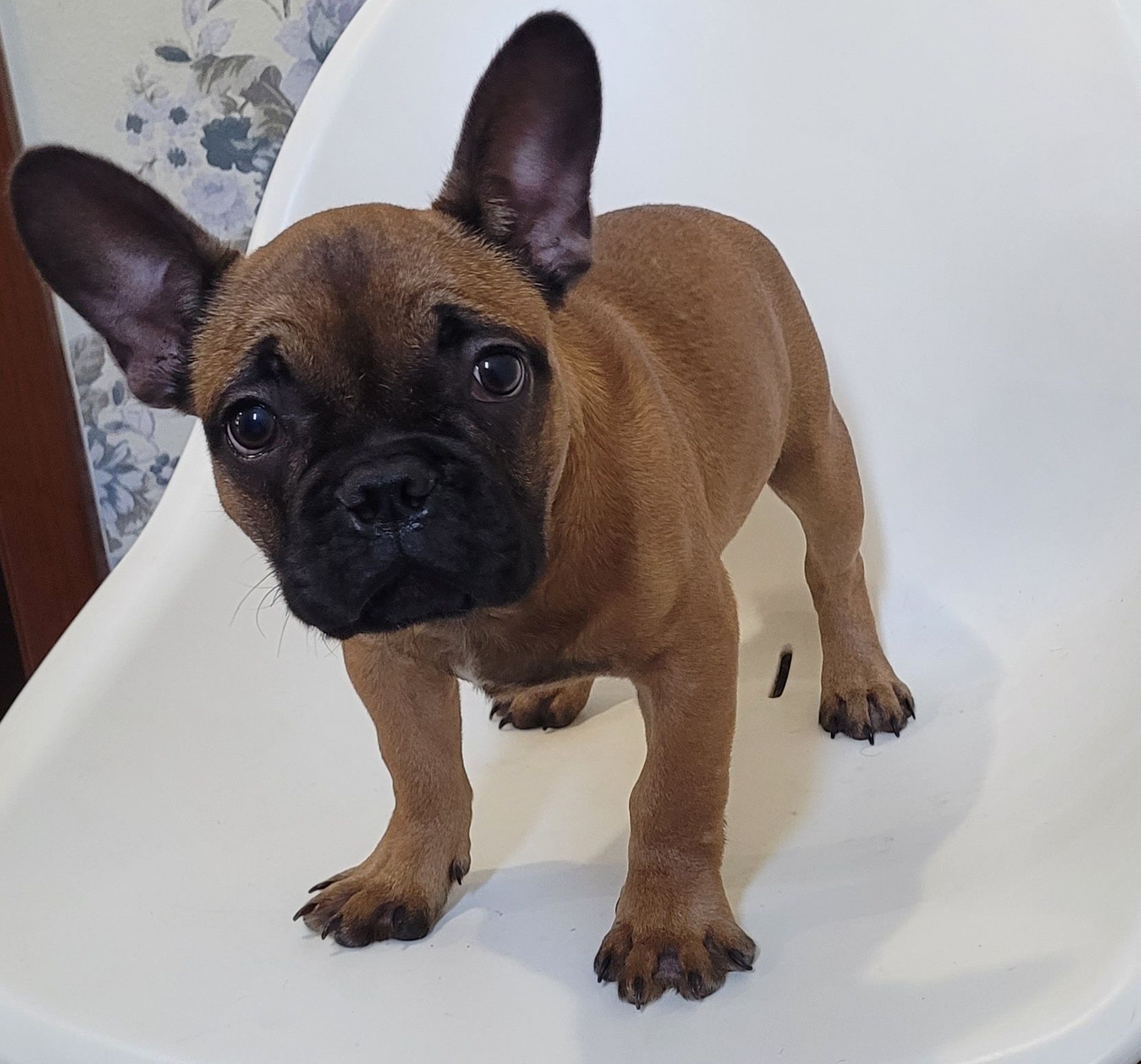 Cachorrinho Bulldog