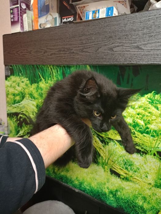 Кошенята Мейн-кун